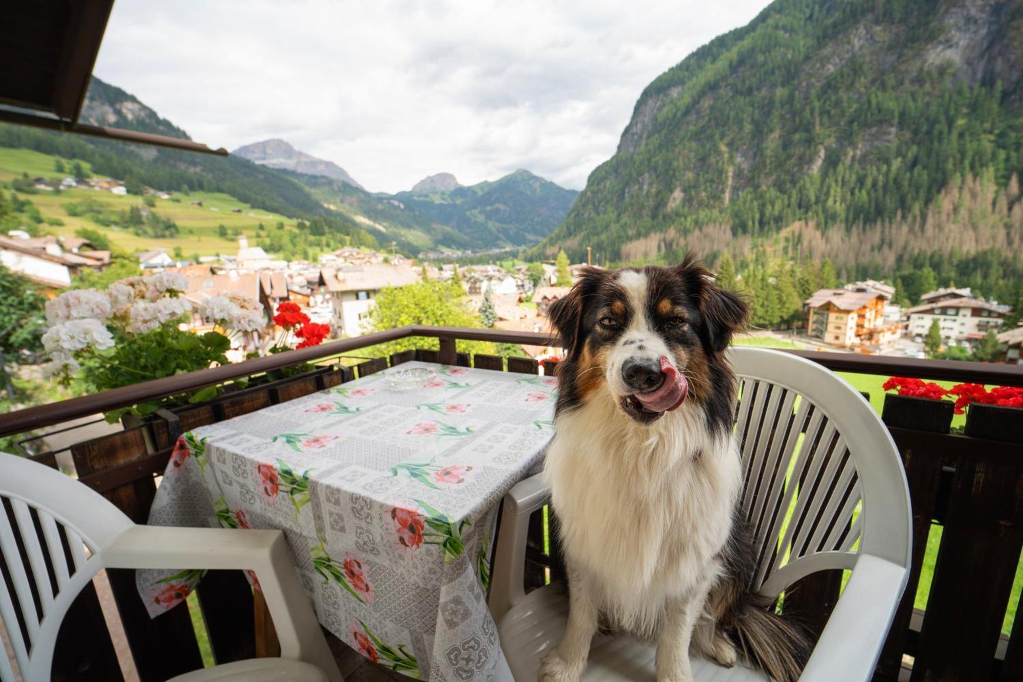 Cesa Cherpei - Dog Friendly กัมปีเตลโลดีฟัสซา ภายนอก รูปภาพ